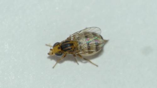 Chloropinae